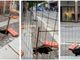 VIDEO. Varese, si apre una voragine in via Morosini