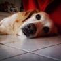 Lumache killer, allarme infezioni nei cani: dobbiamo preoccuparci?