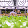 AgriMercati Ismea, positiva la congiuntura nel primo trimestre 2025