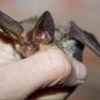 Pipistrello africano tra i vicoli di Lampedusa, scoperta nuova specie in Europa