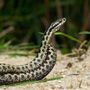 Morso di vipera, cosa fare? &quot;Calma primo antidoto per non diffondere il veleno&quot;