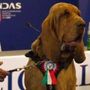 Bruno, cane eroe ucciso con boccone pieno di chiodi