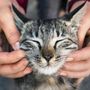 Primo vaccino Rna per i gatti, efficace contro 5 infezioni
