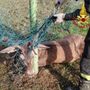 FOTO. Cervo resta impigliato con le corna a una rete alla Rasa: liberato dai vigili del fuoco FOTO. Cervo resta impigliato con le corna a una rete alla Rasa: liberato dai vigili del fuoco