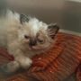 Allevamento felino fuori controllo, 120 esemplari malati e in continuo aumento nonostante i decessi: si cerca una soluzione Allevamento felino fuori controllo, 120 esemplari malati e in continuo aumento nonostante i decessi: si cerca una soluzione