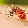 Allarme dengue a Nerviano: scatta la disinfestazione Allarme dengue a Nerviano: scatta la disinfestazione