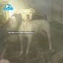 «Tredici cani di razza dogo in pessime condizioni a Legnano»