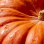 Bel tempo autunnale con giornate miti almeno fino a lunedì Bel tempo autunnale con giornate miti almeno fino a lunedì