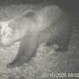 VIDEO. L’orso M29 torna in Val Grande: nuova osservazione nella zona nord del Parco