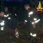Il cervo soccorso dai vigili del fuoco a Lozza
