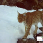 VIDEO. La lince torna a farsi vedere in Ossola: nuovi avvistamenti confermati da un video VIDEO. La lince torna a farsi vedere in Ossola: nuovi avvistamenti confermati da un video