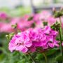 Tra le piante più adatte ad aprile, il geranio (Pelargonium) resta una scelta semplice e affidabile. Resistente e generoso, se piantato ora garantisce fioriture continue fino all’autunno