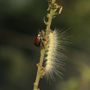 Come difendersi da zanzare e specie invasive: ad Angera tavola rotonda su impatti e soluzioni