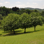 Da Bizzozero a Capolago, ma non solo. Al via le gite nel Plis Cintura Verde Sud tra storia, cultura e natura Da Bizzozero a Capolago, ma non solo. Al via le gite nel Plis Cintura Verde Sud tra storia, cultura e natura