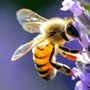 Api, impollinazione e biodiversità: Coldiretti Varese rilancia il valore del miele del territorio Api, impollinazione e biodiversità: Coldiretti Varese rilancia il valore del miele del territorio