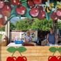 Non è primavera a Gavirate senza la Festa delle Ciliegie e l'immancabile gara della "Spudagianda" Non è primavera a Gavirate senza la Festa delle Ciliegie e l'immancabile gara della "Spudagianda"