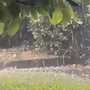 La grandinata su Cuasso al Monte (foto tratta da un video sulla pagina Facebook di Natural Meteo)