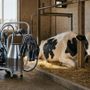 Mungitrice carrellata per mucche: praticità e controllo nella gestione della mungitura Mungitrice carrellata per mucche: praticità e controllo nella gestione della mungitura