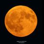 La Luna piena del Cervo vista dalla nostra provincia nello scatto di Gianluca Bertoni La Luna piena del Cervo vista dalla nostra provincia nello scatto di Gianluca Bertoni