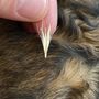I forasacchi sono piccole spighe di graminacee selvatiche che possono rappresentare un potenziale pericolo per gli animali (foto Enpa) I forasacchi sono piccole spighe di graminacee selvatiche che possono rappresentare un potenziale pericolo per gli animali (foto Enpa)
