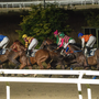 Successo e spettacolo alla Settima Giornata di corse al Varese Park Racecourse