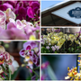 All'Agricola ogni giorni orchidee protagoniste (sotto in gallery l'area dedicata): dall'11 al 13 settembre torna la rassegna "Varese Orchidea" All'Agricola ogni giorni orchidee protagoniste (sotto in gallery l'area dedicata): dall'11 al 13 settembre torna la rassegna "Varese Orchidea"