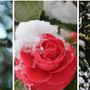 Camelia, la bellezza silenziosa dei giardini prealpini