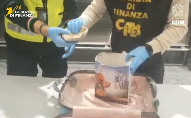 Il corallo sequestrato a Malpensa