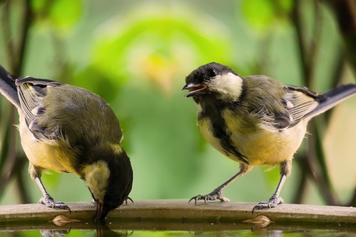 55° Sagra degli Uccelli: a Cantello i piccoli volatili tornano a sfidarsi a suon di melodie