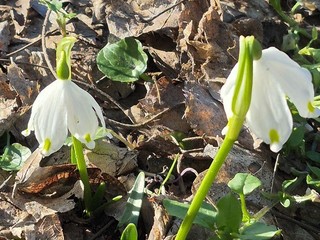 Le foto scattate oggi al Sacro Monte da Mario Chiodetti Le foto scattate oggi al Sacro Monte da Mario Chiodetti