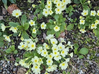 Le foto scattate oggi al Sacro Monte da Mario Chiodetti Le foto scattate oggi al Sacro Monte da Mario Chiodetti