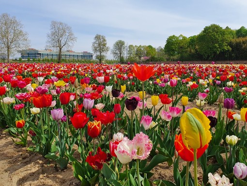Seicentomila tulipani alle porte di Saronno: come e quando andare a raccoglierli