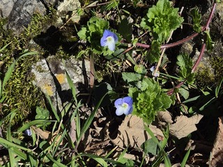 Le foto scattate oggi al Sacro Monte da Mario Chiodetti Le foto scattate oggi al Sacro Monte da Mario Chiodetti