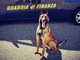 Metamfetamine in valigia, 25 ovuli di cocaina in pancia: il cane antidroga Rock scopre corriere a Malpensa