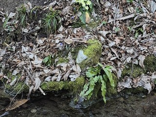 Le foto scattate oggi al Sacro Monte da Mario Chiodetti Le foto scattate oggi al Sacro Monte da Mario Chiodetti