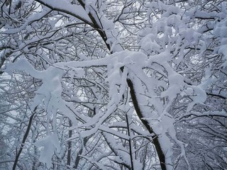 Le immagini pubblicate dalla Società Astronomica Schiaparelli