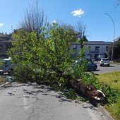 Il vento sferza Busto, crollano alberi e grossi rami