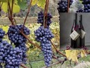 Il SommoClivo 2013 di Torre San Quirico di Azzate tra i migliori vini del mondo