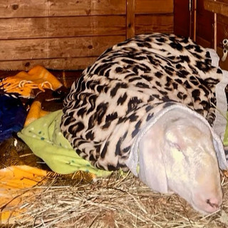 La pecora gravemente ammalata trovata nei boschi di Arsago Seprio La pecora gravemente ammalata trovata nei boschi di Arsago Seprio