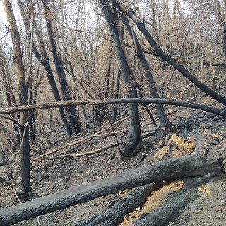 Gli effetti dell'incendio sulla collina San Quirico