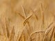 La denuncia di Coldiretti Lombardia: «L'inflazione sta strozzando le imprese agricole»