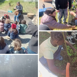 Angera si fa più verde: cento piante messe a dimora dagli studenti Angera si fa più verde: cento piante messe a dimora dagli studenti