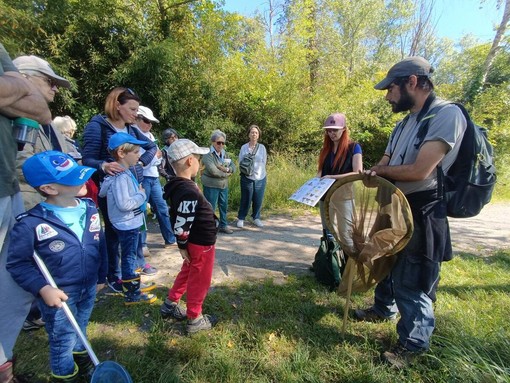 In Palude Bruschera ad Angera con gli esperti: BioBlitz e Giornata delle farfalle In Palude Bruschera ad Angera con gli esperti: BioBlitz e Giornata delle farfalle