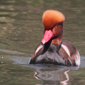 Un esemplare di fistione turco (foto Cristiano Crolle)