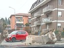 Gli asini a passeggio per le strade di Induno Olona ripresi da un automobilista