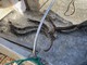VIDEO. Ad Angera 87 chili di anguille per ripopolare il lago Maggiore
