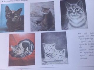 Ritratti di gatti Ritratti di gatti