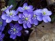 Aria di primavera nei prossimi giorni: l’Erba trinità è la pianta del mese nella foto della Società Astronomica G.V. Schiaparelli