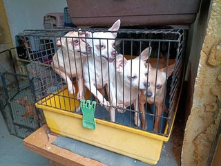 L'allevamento abusivo di cani scoperto a Brebbia