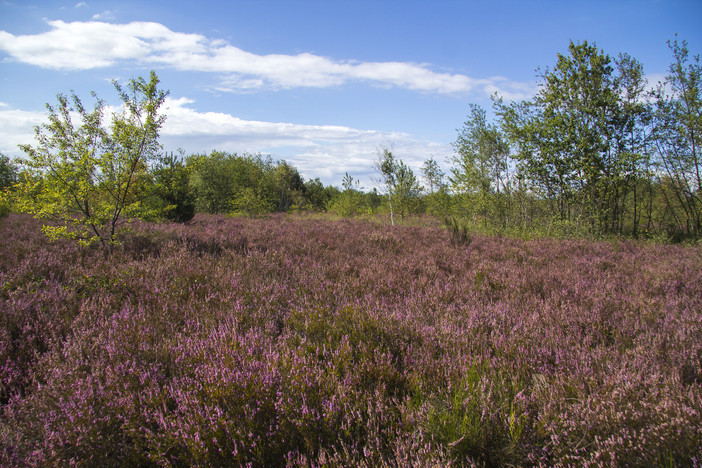 Una vista della Brughiera di Lonate Pozzolo nel periodo estivo